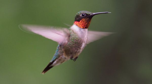 Keep Your Eyes Peeled, Thousands Of Hummingbirds Are Headed Right For New Jersey During Their Migration This Spring