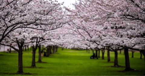 It's Impossible Not To Love This Breathtaking Cherry Blossom Trail In Cleveland