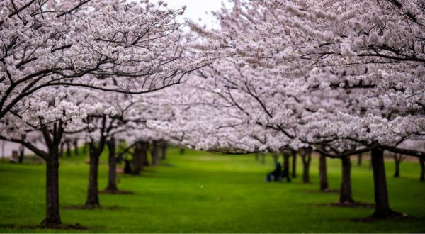 It’s Impossible Not To Love This Breathtaking Cherry Blossom Trail In Cleveland