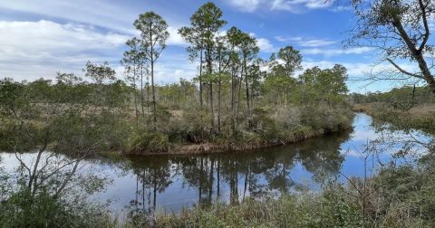 The Marvelous 1-Mile Trail In Mississippi Leads Adventurers To A Little-Known Bayou Overlook