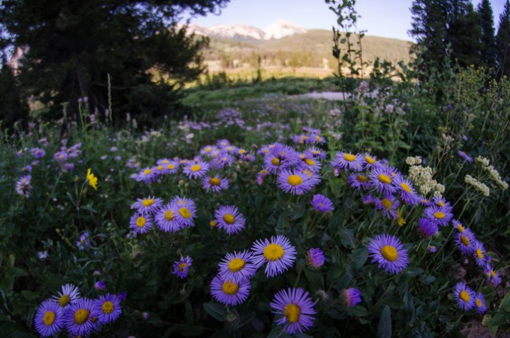 wildflower hikes in Wyoming