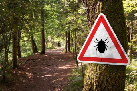Be On The Lookout, A New Type Of Tick Has Been Spotted In New York