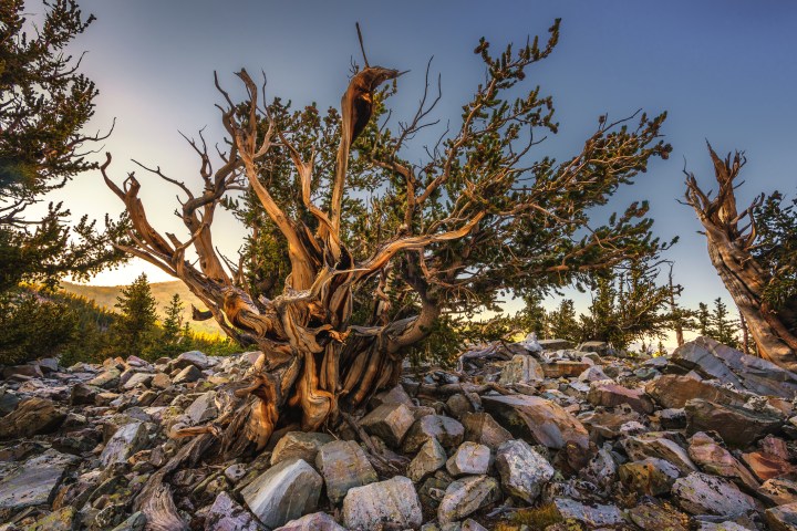 Bristlecone Pine in Great Basin National Park, Nevada