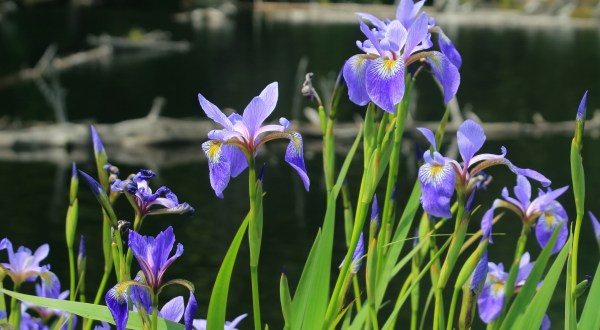 Few People Know About This Michigan Park Has Rare Dwarf Lake Iris Flowers