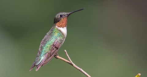 Keep Your Eyes Peeled, Thousands Of Hummingbirds Are Headed For Maine During Their Migration This Spring