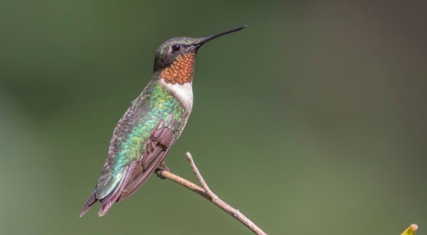 Keep Your Eyes Peeled, Thousands Of Hummingbirds Are Headed For Maine During Their Migration This Spring
