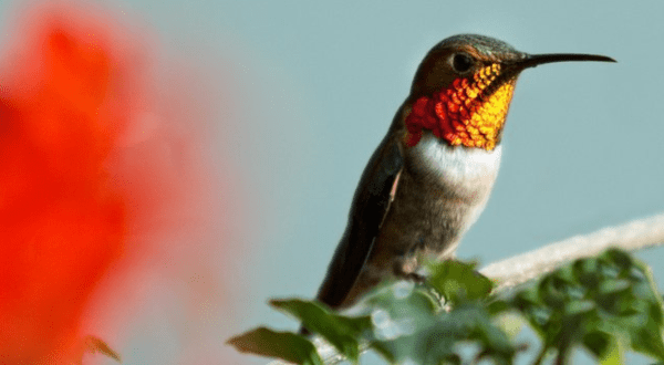 Keep Your Eyes Peeled, Thousands Of Hummingbirds Are Headed Right For Connecticut During Their Migration This Spring