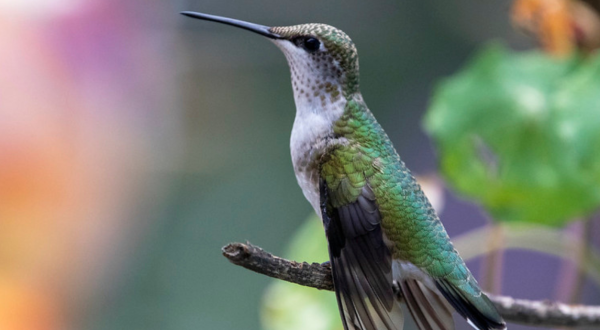 Keep Your Eyes Peeled, Thousands Of Hummingbirds Are Headed Right For Georgia During Their Migration This Spring