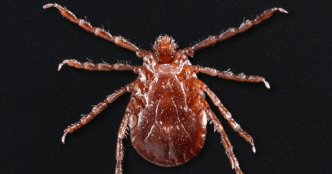 Be On The Lookout, A New Type Of Tick Has Been Spotted In New Jersey