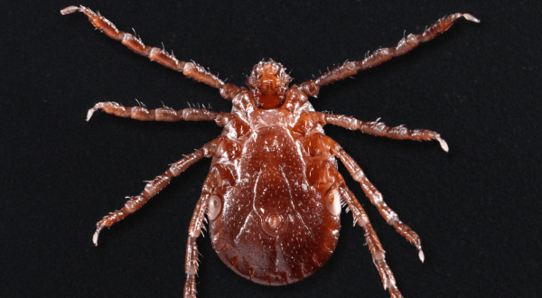 Be On The Lookout, A New Type Of Tick Has Been Spotted In New Jersey