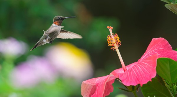 Keep Your Eyes Peeled, Thousands Of Hummingbirds Are Headed Right For North Carolina During Their Migration This Spring