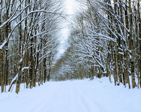 A Winter Getaway To New York's Snowiest Town Is Nothing Short Of Magical