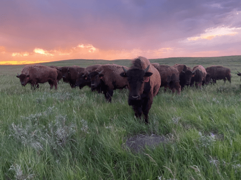 You’ll Never Forget A Visit To Golden Prairie Bison, A One-Of-A-Kind Bison Ranch In Nebraska