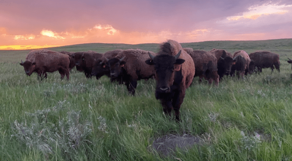 You’ll Never Forget A Visit To Golden Prairie Bison, A One-Of-A-Kind Bison Ranch In Nebraska