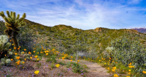 Few People Know About This Arizona Trail Covered In Wildflowers