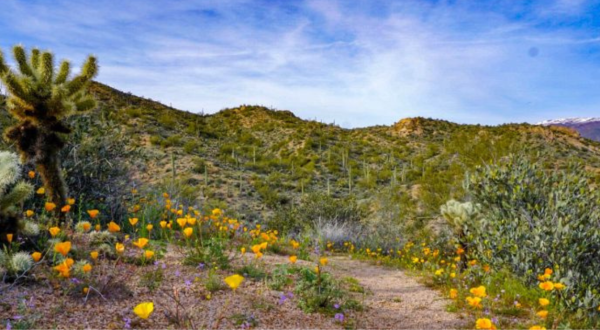 Few People Know About This Arizona Trail Covered In Wildflowers