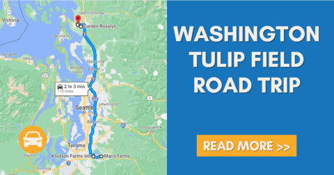 Take This Road Trip To The 6 Most Eye-Popping Tulip Fields In Washington
