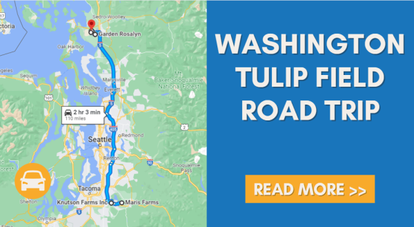 Take This Road Trip To The 6 Most Eye-Popping Tulip Fields In Washington