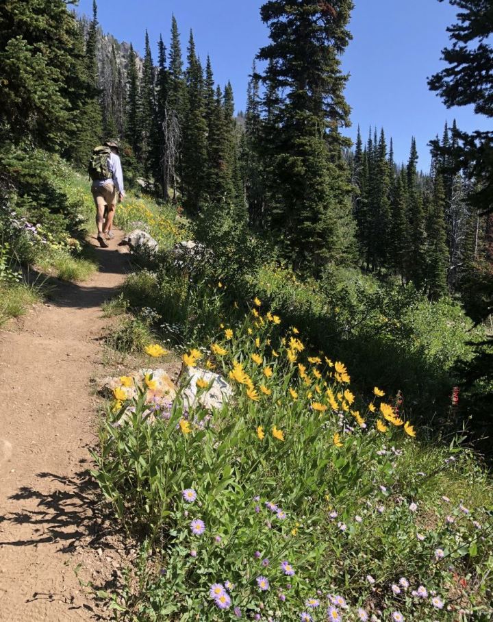 wildflower hikes in Wyoming