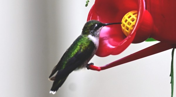 Keep Your Eyes Peeled, Thousands Of Hummingbirds Are Headed Right For South Dakota During Their Migration This Spring