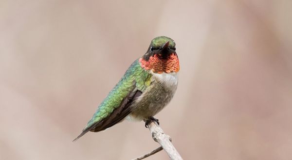 Keep Your Eyes Peeled, Thousands Of Hummingbirds Are Headed Right For West Virginia During Their Migration This Spring