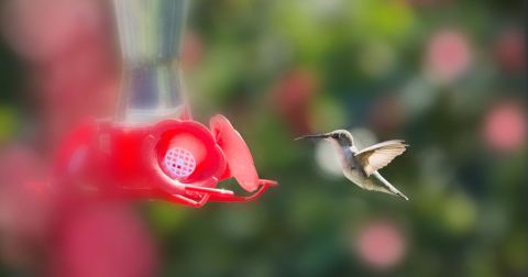 Keep Your Eyes Peeled, Thousands Of Hummingbirds Are Headed Right For Missouri During Their Migration This Spring
