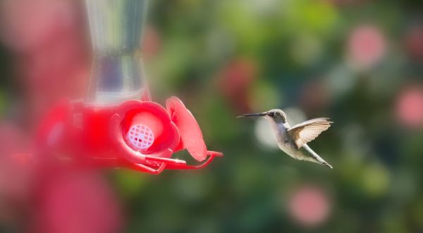 Keep Your Eyes Peeled, Thousands Of Hummingbirds Are Headed Right For Missouri During Their Migration This Spring