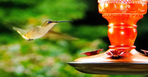 Keep Your Eyes Peeled, Thousands Of Hummingbirds Are Headed Right For Alabama During Their Migration This Spring