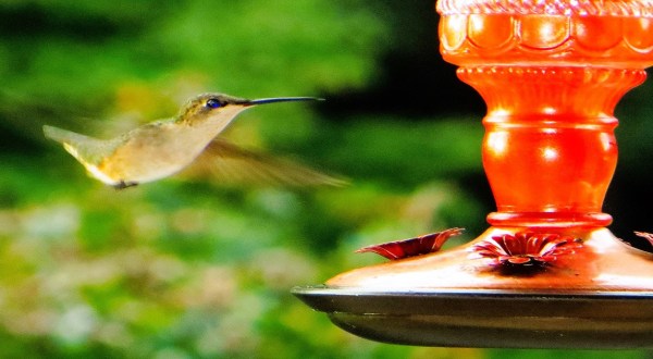 Keep Your Eyes Peeled, Thousands Of Hummingbirds Are Headed Right For Alabama During Their Migration This Spring