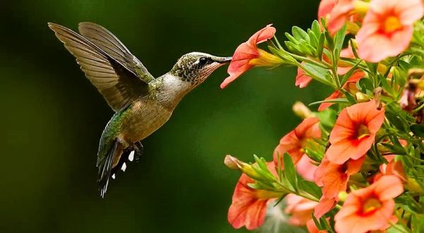 Keep Your Eyes Peeled, Thousands Of Hummingbirds Are Headed Right For Louisiana During Their Migration This Spring