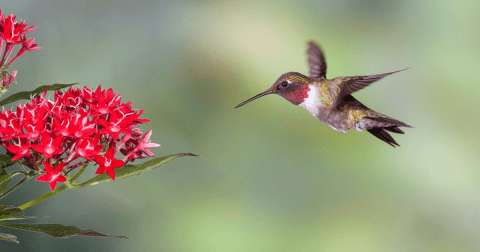 Keep Your Eyes Peeled, Thousands Of Hummingbirds Are Headed Right For South Carolina During Their Migration This Spring