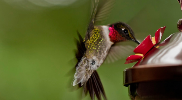 Keep Your Eyes Peeled, Thousands Of Hummingbirds Are Headed Right For Maryland During Their Migration This Spring