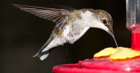 Keep Your Eyes Peeled, Thousands Of Hummingbirds Are Headed Right For Ohio During Their Migration This Spring