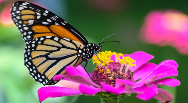 Millions Of Monarch Butterflies Are Headed Straight For Massachusetts This Spring