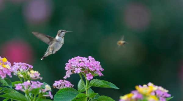 Keep Your Eyes Peeled, Thousands Of Hummingbirds Are Headed Right For Massachusetts During Their Migration This Spring