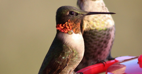 Keep Your Eyes Peeled, Thousands Of Hummingbirds Are Headed Right For Rhode Island During Their Migration This Spring