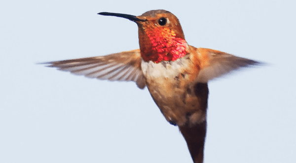 Keep Your Eyes Peeled, Thousands Of Hummingbirds Are Headed Right For Arizona During Their Migration This Spring