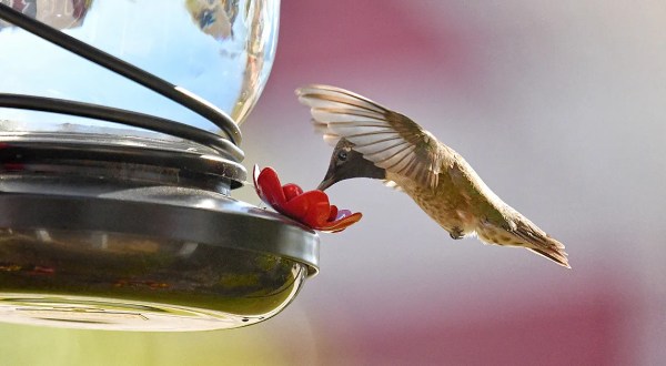 Keep Your Eyes Peeled, Thousands Of Hummingbirds Are Headed Right For Oklahoma During Their Migration This Spring