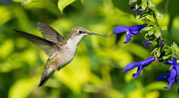 Keep Your Eyes Peeled, Thousands Of Hummingbirds Are Headed Right For Texas During Their Migration This Spring