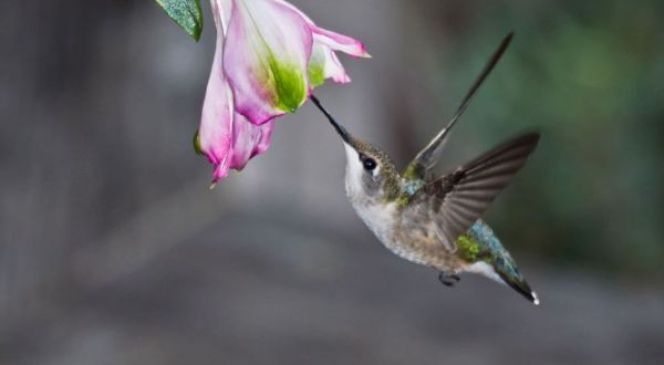 Keep Your Eyes Peeled, Thousands Of Hummingbirds Are Headed Right For Iowa During Their Migration This Spring