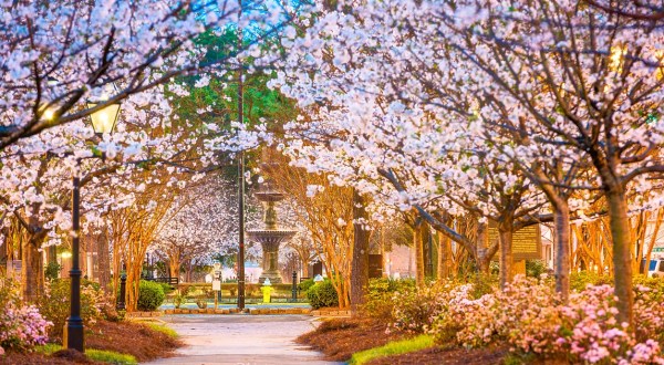 There Is A Massive Cherry Blossom Festival Headed To Georgia In March