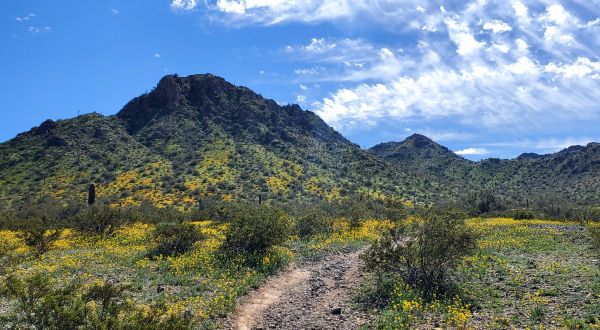 The One Poppy Field In Arizona That Looks Like A Scene From The Wizard Of Oz In The Spring