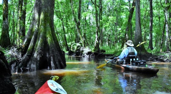 Paddling Through The Hidden Wadboo Creek Is A Magical South Carolina Adventure That Will Light Up Your Soul