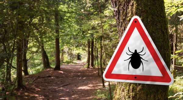 A Tickborne Illness That Can Be More Severe Than Lyme Disease Is On The Rise In New Hampshire