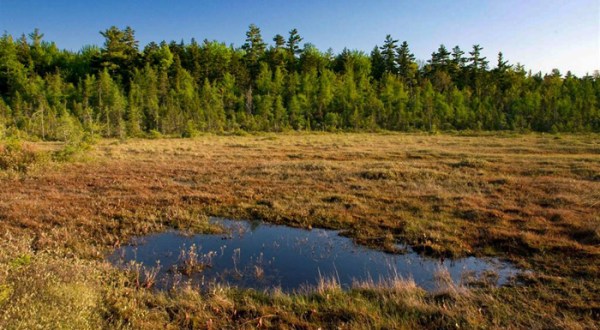 You Can Walk On An Ancient Pond At This New Hampshire Bog