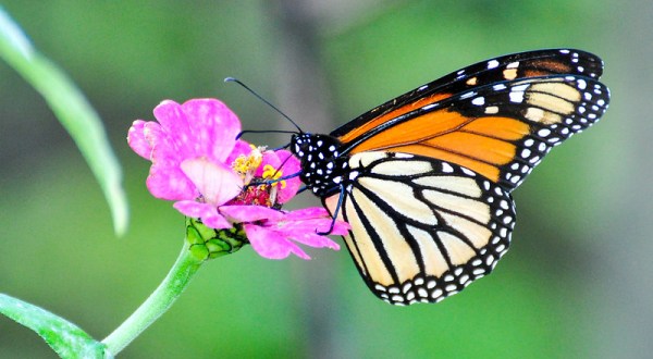Monarch Butterflies Are Headed Straight For Missouri This Spring