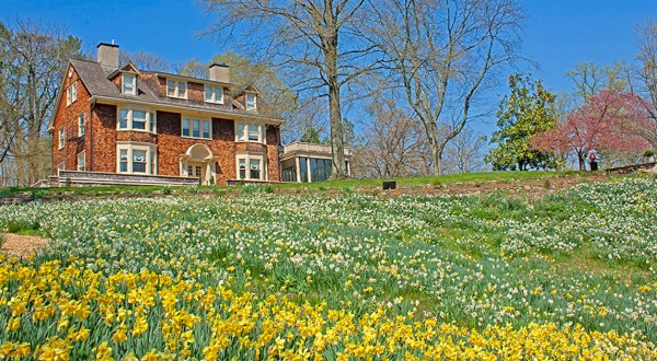 Enjoy The Most Colorful Spring Festival In New Jersey at Reeves-Reed Arboretum’s Daffodil Day