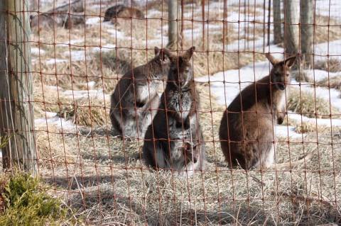 Cuddle And Snuggle Baby Wallabies At This Hidden Gem Farm In Ohio