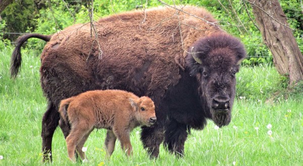 There’s Nothing More Adorable Than The Baby Bison At Big Bone Lick State Historic Site