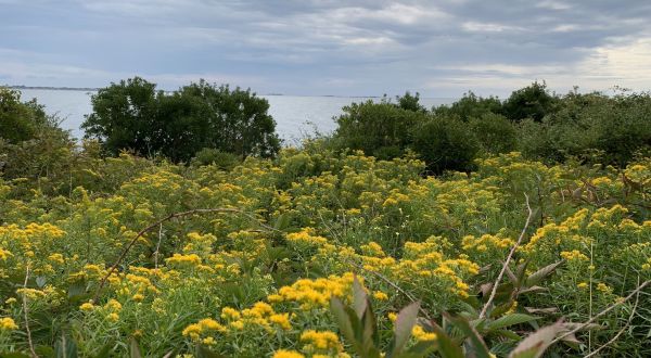 This Trail In Rhode Island Is Perfect For Finding Loads Of Wildflowers